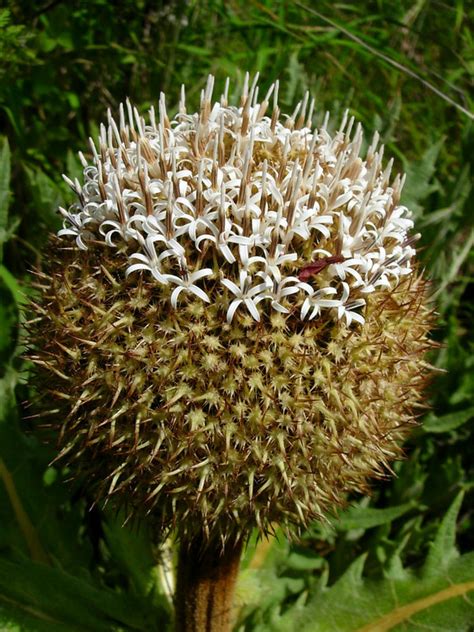 Echinops witcher  Its central tail feathers are also valuable as they're more durable and sharpen better than regular goose feathers for quills